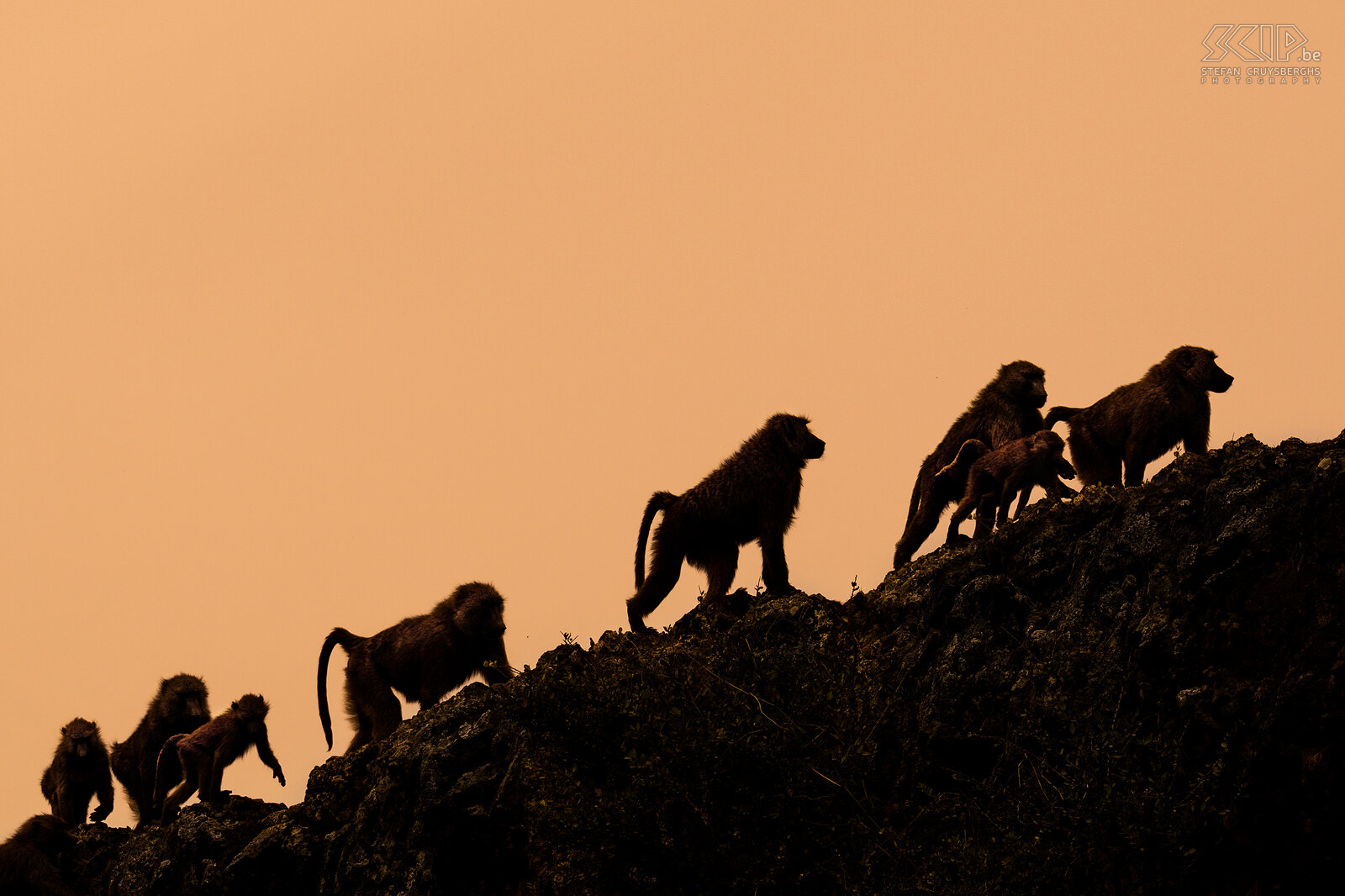 Debre Libanos - Olive baboons A group of olive baboons climbs out of the Jemma River Gorge in the late afternoon. Stefan Cruysberghs